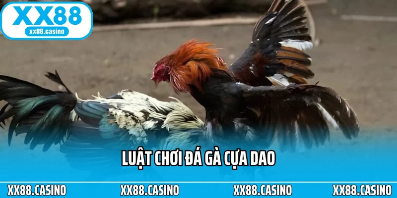 Luật chơi đá gà cựa dao Luật chơi đá gà cựa dao