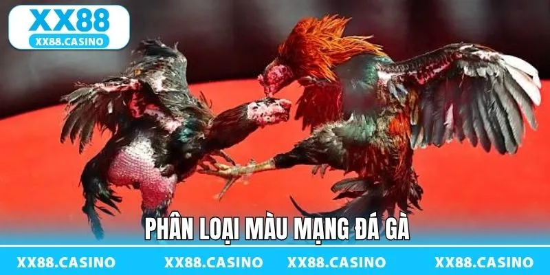Dựa vào lông để xem màu mạng gà Dựa vào lông để xem màu mạng gà